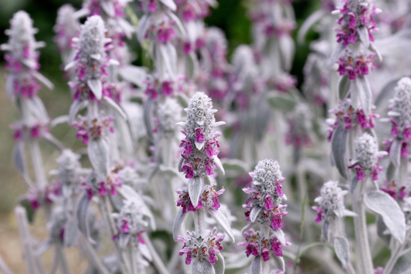 100 Wolly LAMBS EAR Stachys Byzantina Silvery Fuzzy Leaves Purple Flower Seeds