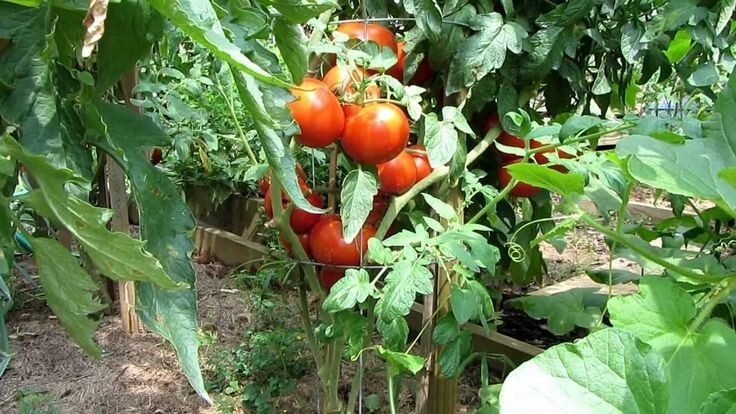 240+ Homestead Tomato Seeds ———– HEIRLOOM – NON GMO — DROUGHT RESISTENT