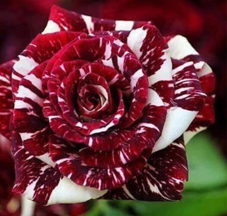 25pc TIGER DRAGON ROSE SEEDS Garden Flower rare exotic USA seller FREE shipping