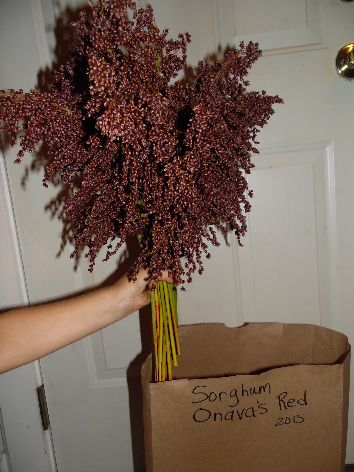 Ovana’s Red Sorghum – 30 Seeds MAKE YOUR OWN SYRUP- CHICKENS LOVE THE SEEDS!
