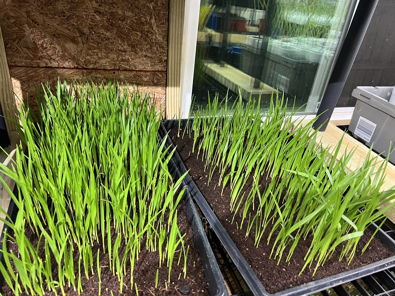 10 Mexican Fan Palm Tree Seedlings 5-8” Washingtonia Robusta