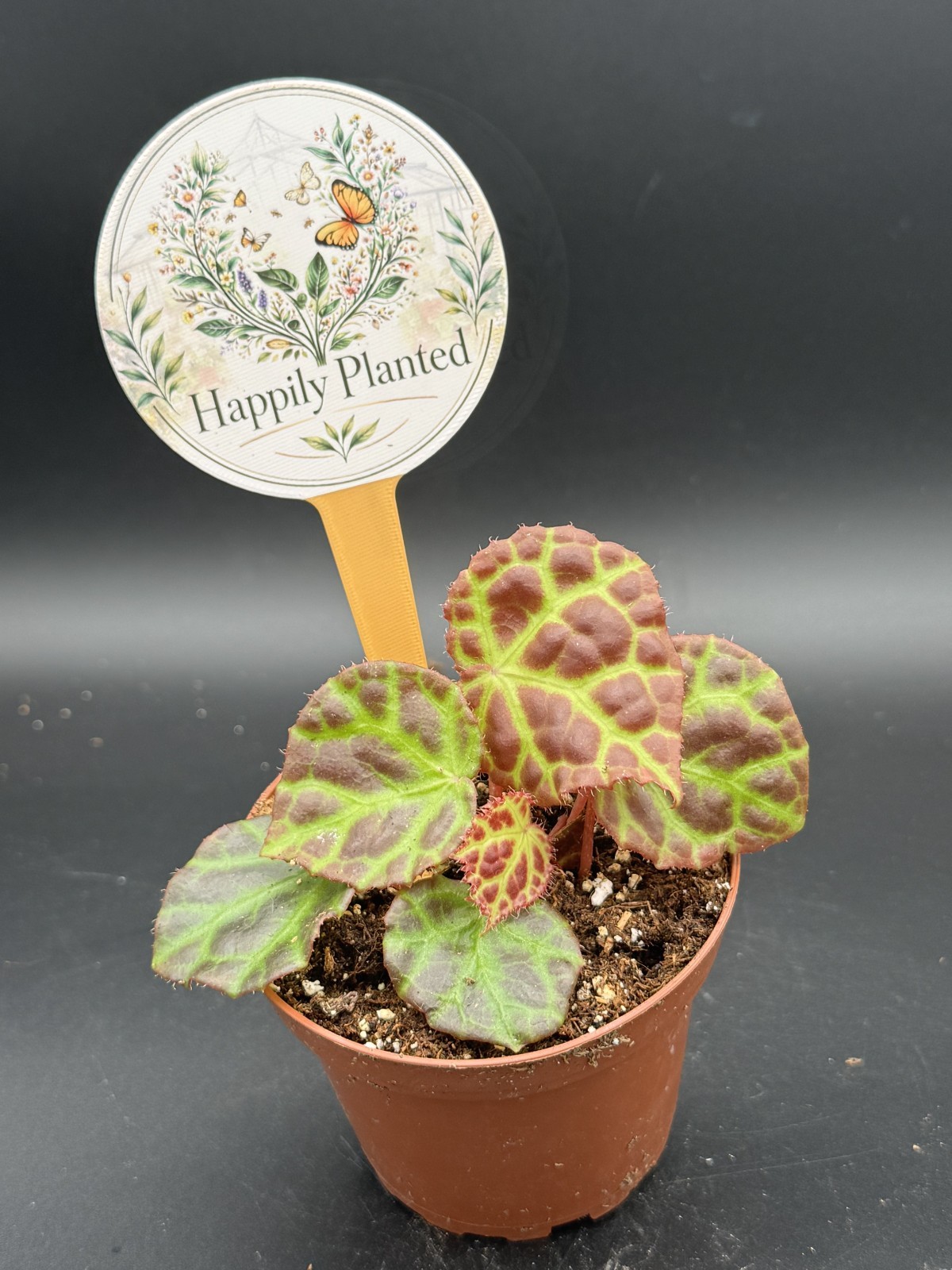 Begonia Rajah – 4″ Pot Live Plant – Free Shipping