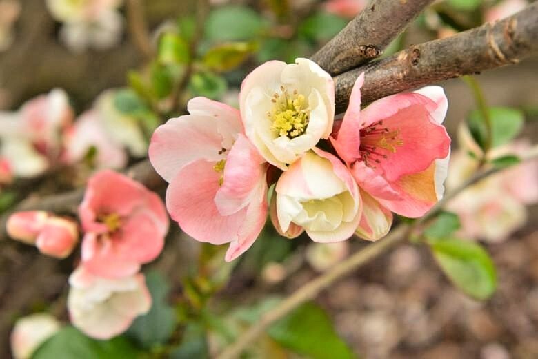 15 APPLE BLOSSUM JAPANESE QUINCE SEEDS – Chaenomeles speciosa ‘Apple Blossom ‘