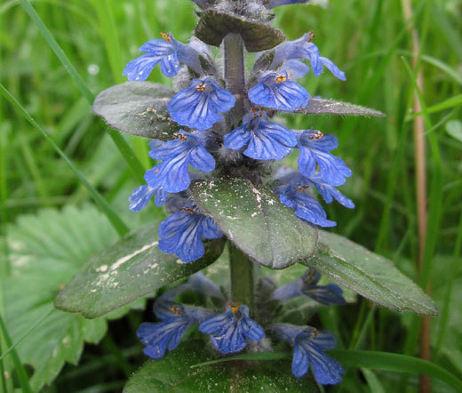 AJUGA BUGLEWEED Ajuga Reptans – 100 Bulk Seeds