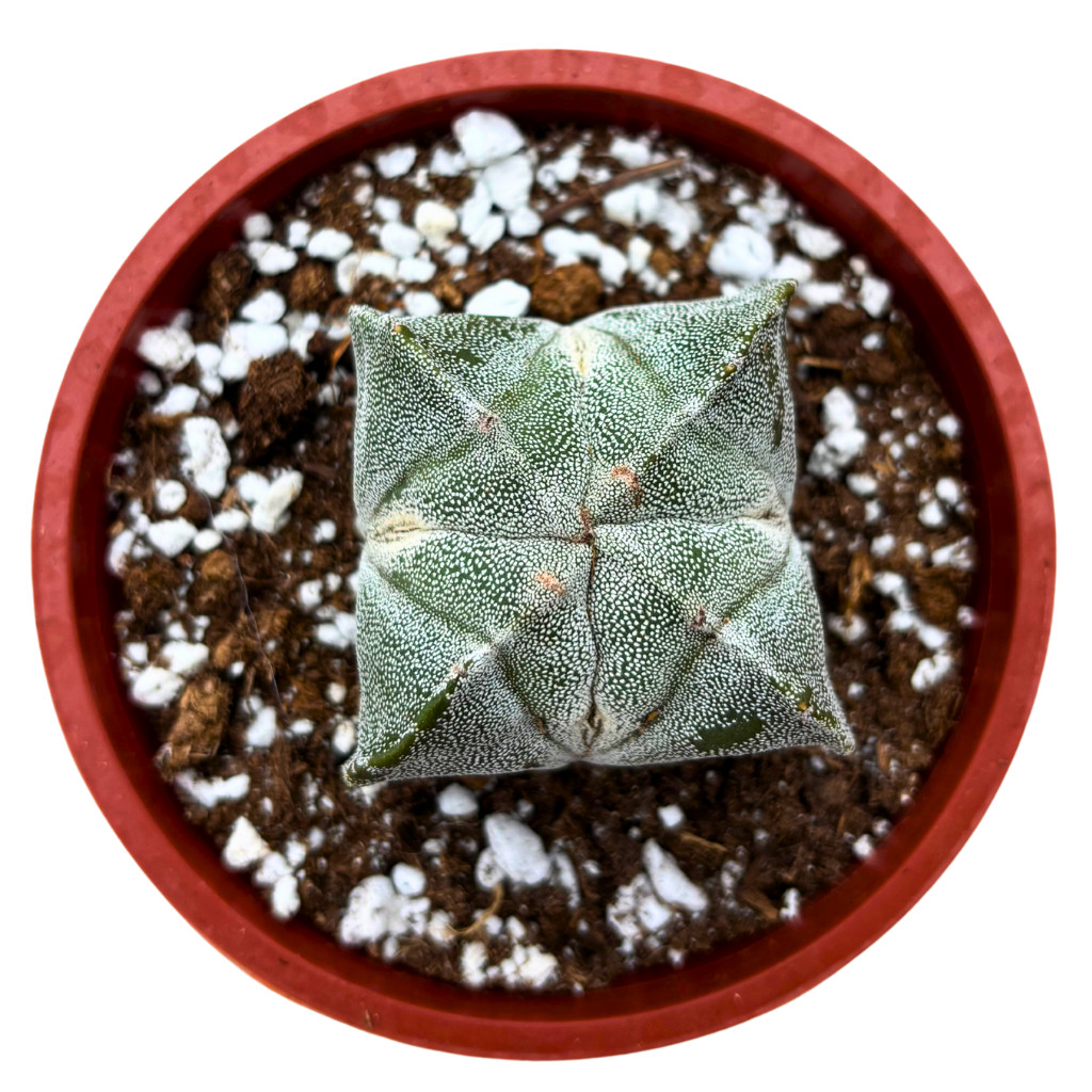 Astrophytum myriostigma – Bishop’s Cap Cactus Rare Live Plant (4″ Pot)