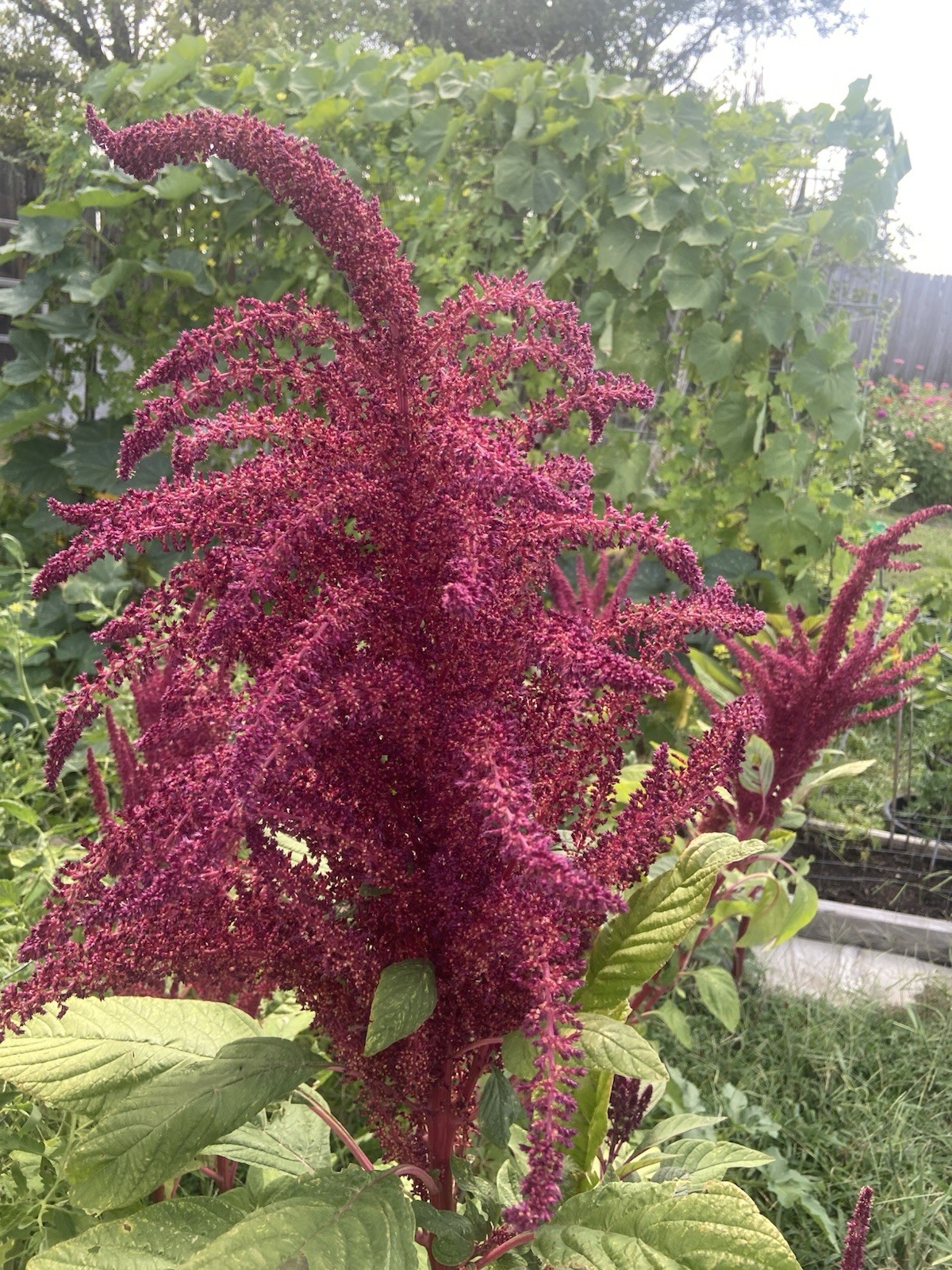 Amaranth – 100+ Fresh Seeds – Red Garnet GORGEOUS Blooms!! FREE Shipping