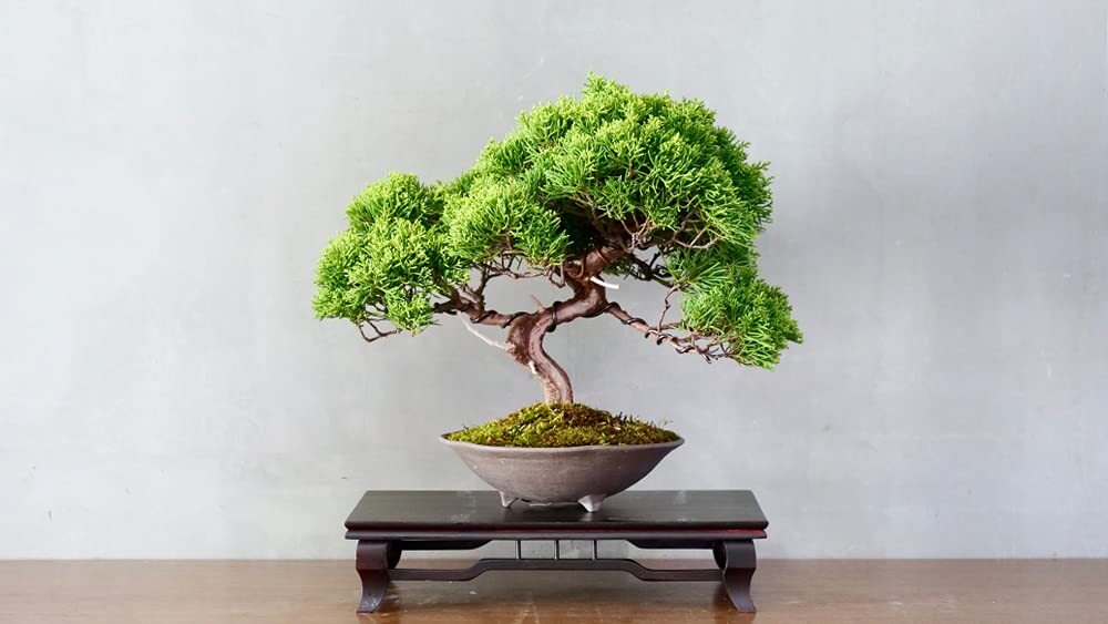 Bonsai Tree Seeds – Juniper Bonsai – 25 Seeds