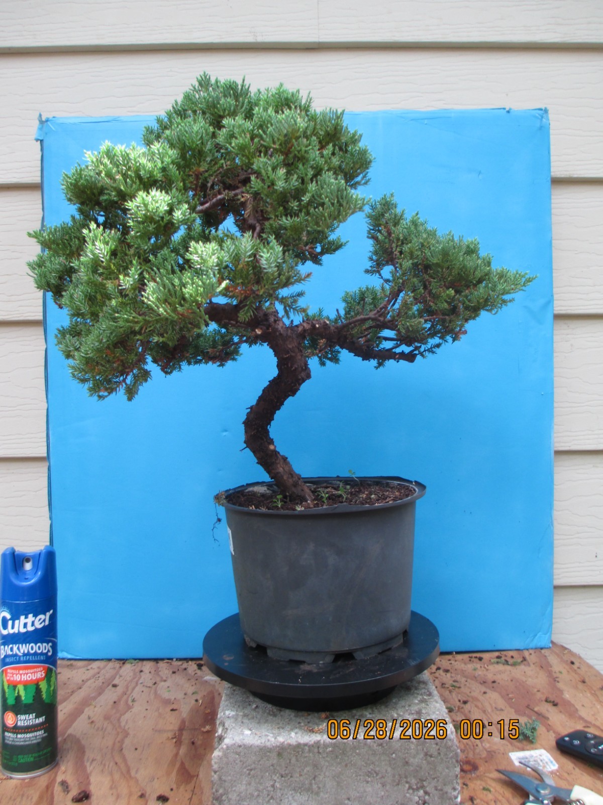 SPECIMEN BONSAI TREE JUNIPER PROCUMBENS NANA/G4