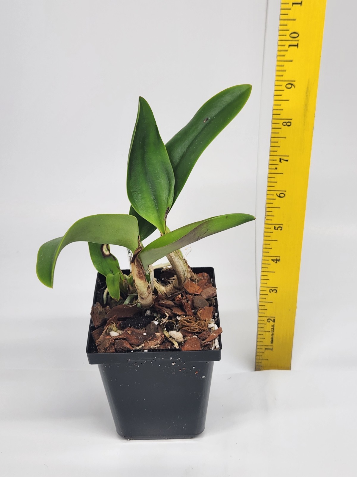 Cattleya Link in Love ‘Chester’ Orchid, 3.5 In Pot, Fragrant, Mini Cattleya