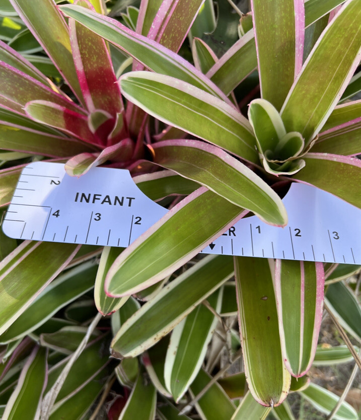 Exotic TROPICAL LANDSCAPE PLANT Pup Bromeliad White Red Green colorful unbranded