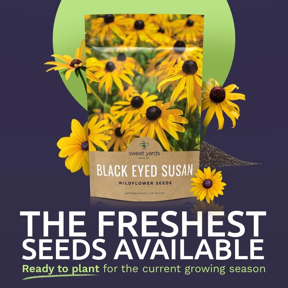 Black Eyed Susan Seeds – Bulk Quarter Pound Bag – Over 400000 Open Pollinated