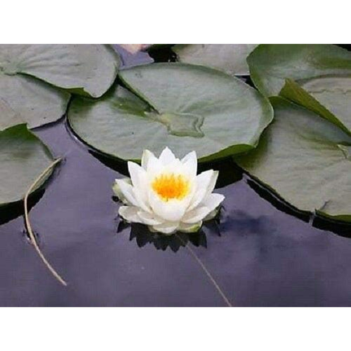 100 Pcs White Bonsai Bowl Lotus Seeds Water Lilys Flower Plant Lotus Seeds