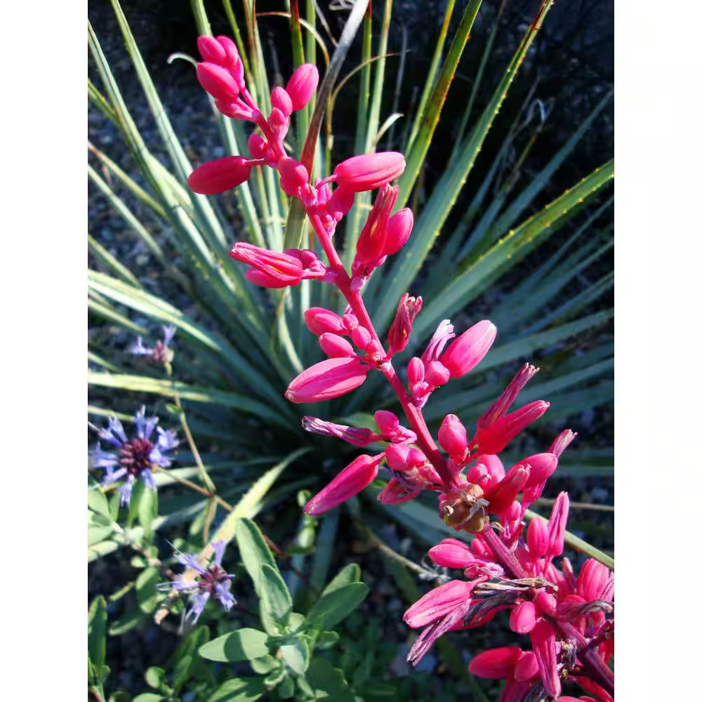 1 Gal. Hesperaloe Parviflora Red Yucca Color Plant Free Ship NEW