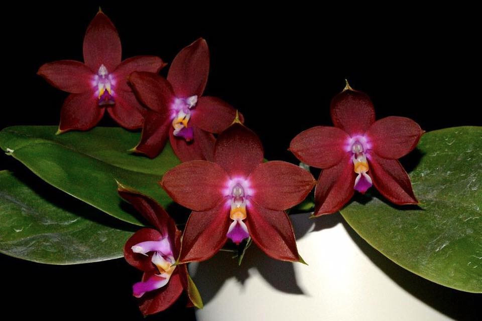 Fragrant Orchid Phalaenopsis Phal LD’s Bear King ‘6S44’ Red Novelty In 3.5″ Pot