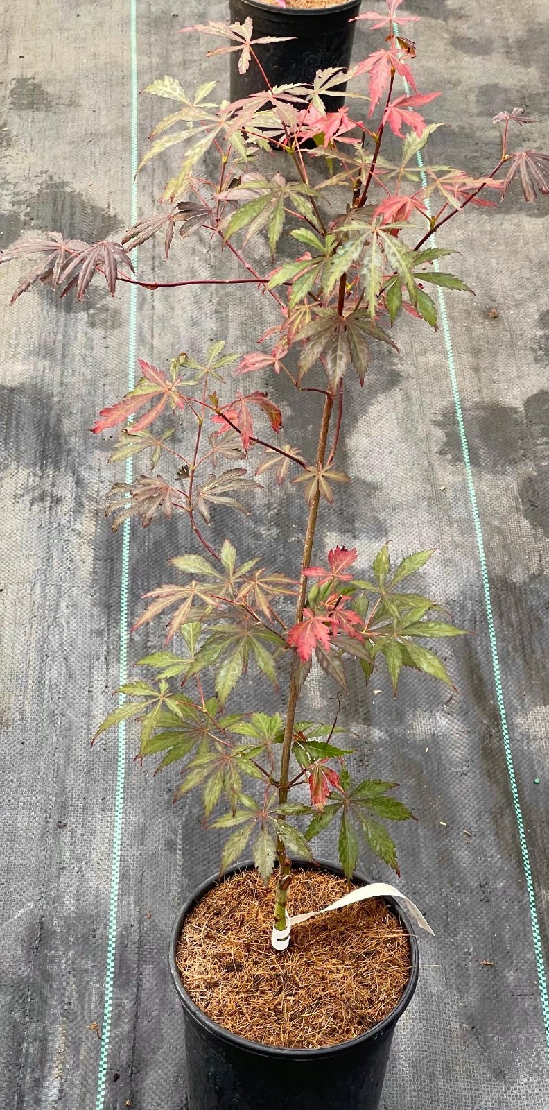 Acer shirasawanum ‘Purple Thunder’ (Purple Thunder Full Moon Maple)