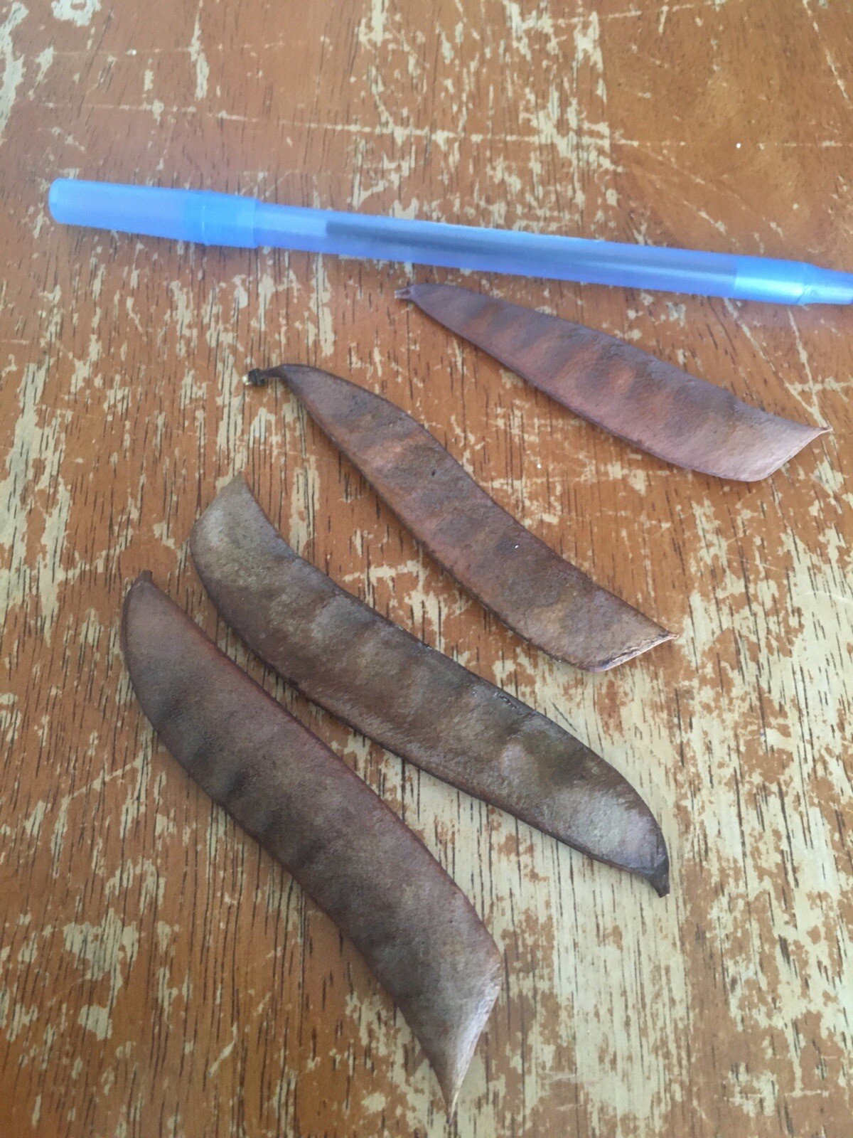 Pride of Barbados  15 seeds