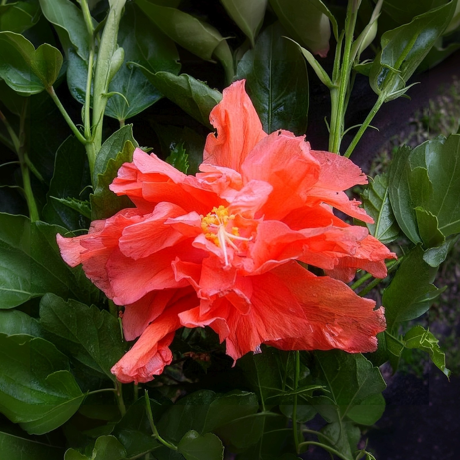 Jane Cowl Orange Peach Tropical Hibiscus Live Plant Double Flower Landscape Type