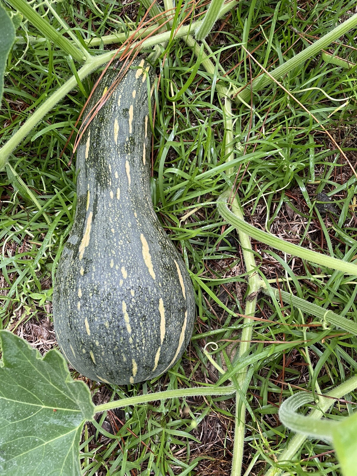 20 long Pumpkin Seeds 2023 fall fresh 番瓜倭瓜 种子