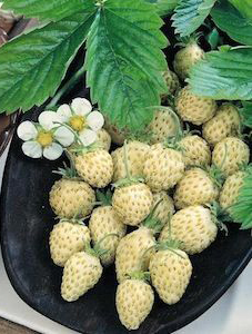 White Alpine (wild) Strawberry Fragaria Vesca – 250 seeds