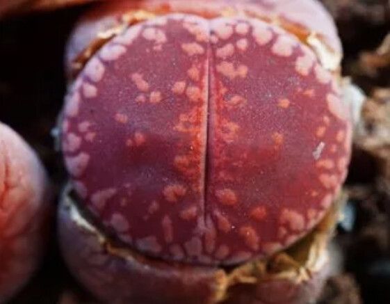 Lithops aucampiae “Dark Wine Red ” 100seeds