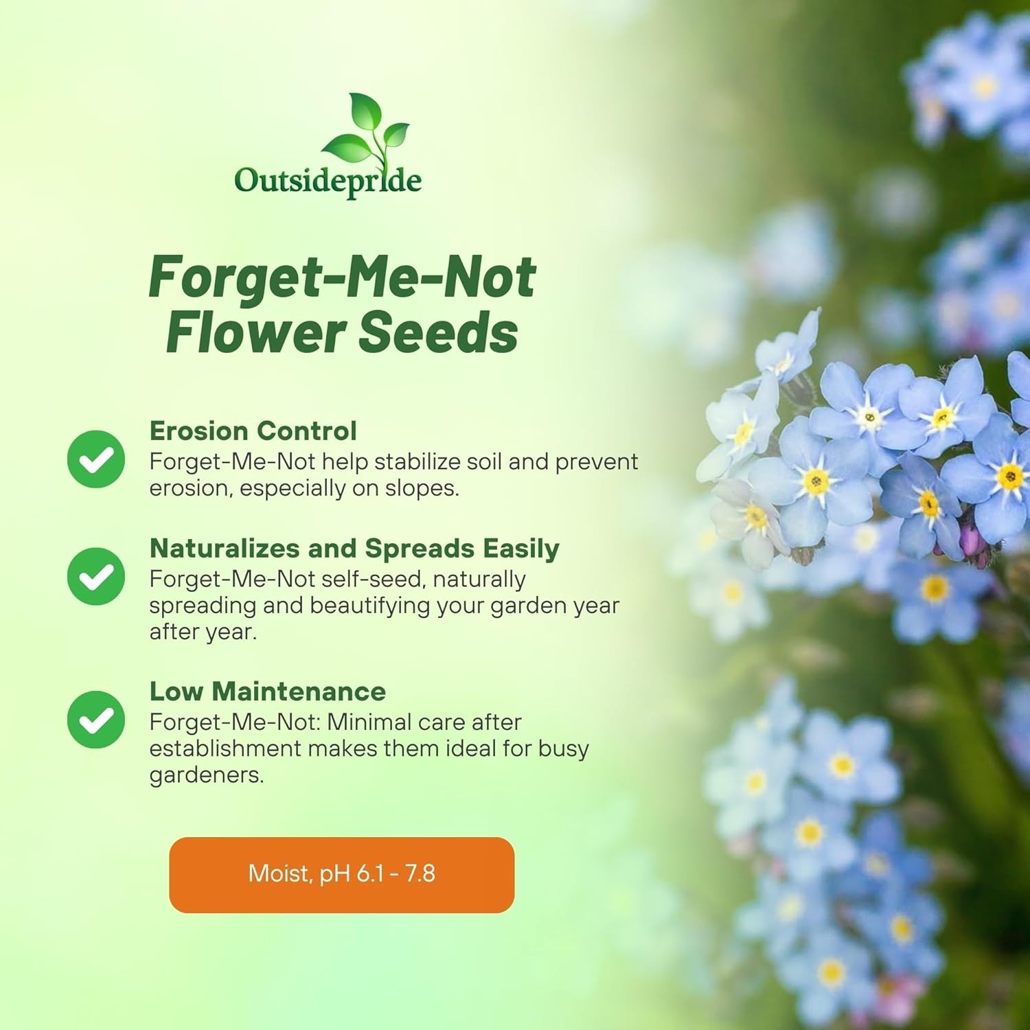 5000 Seeds Blue Forget Me Not Myosotis Seed For Planting – Alpestris Blue