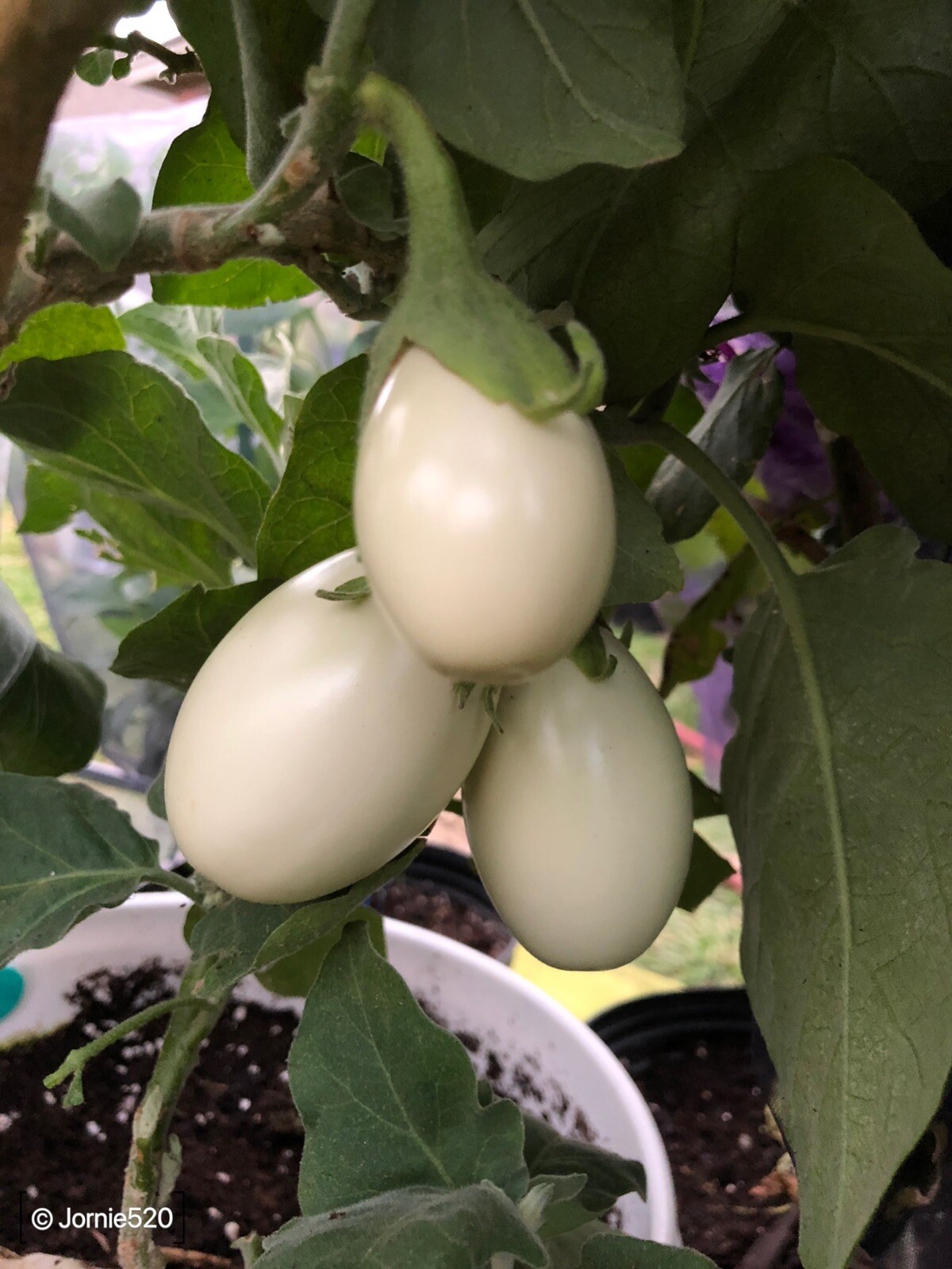 RARE✿ Heirloom Japanese White Egg Eggplant 15+ Seeds ●High Yields
