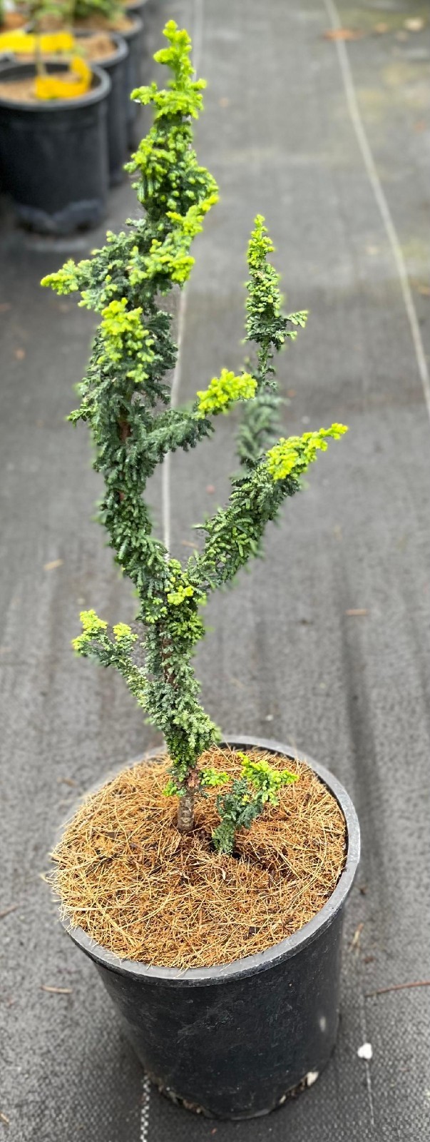 Chamaecyparis obtusa ‘Chirimen’ (Chirimen Hinoki Cypress), one gallon