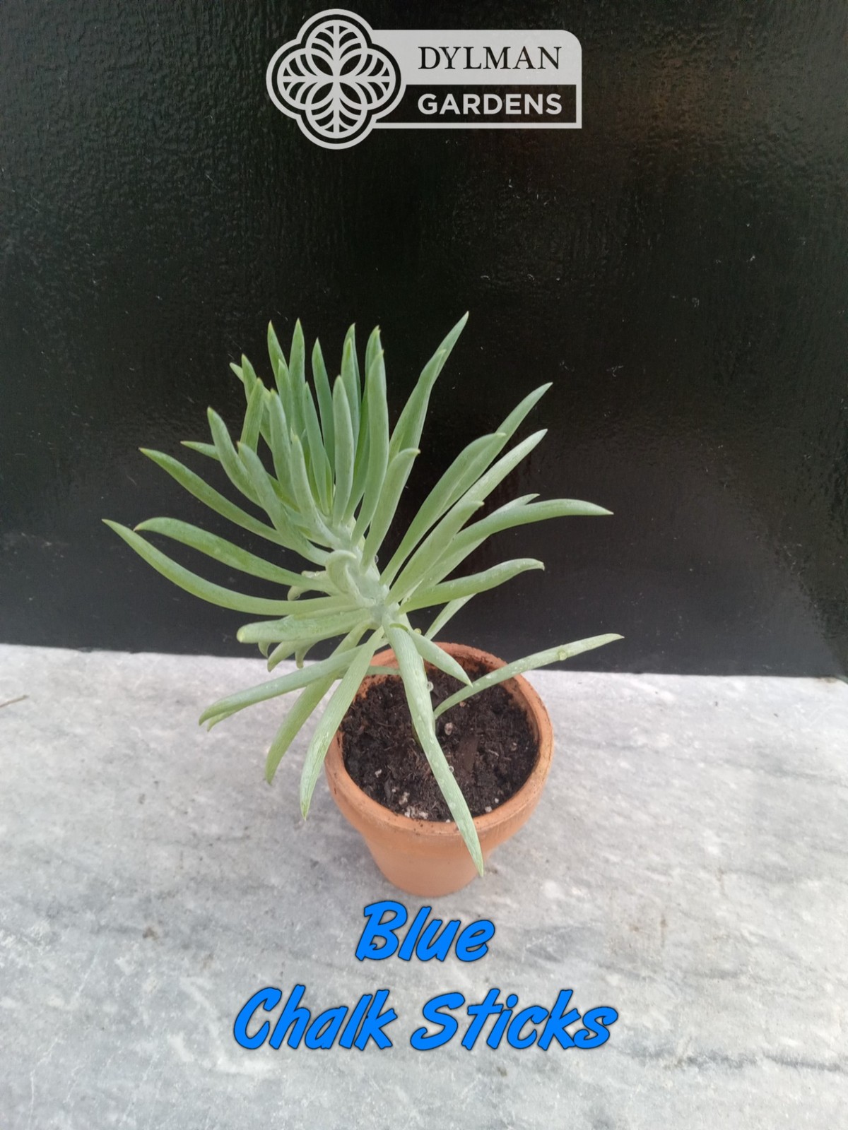 Blue Chalk Sticks (Curio talinoides) Blue Senecio – Live Plant – Multiple Sizes