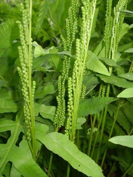 Onoclea Sensibilis Fern (Sensitive fern) 4” in Pot- Buy Any QTY Get One Free
