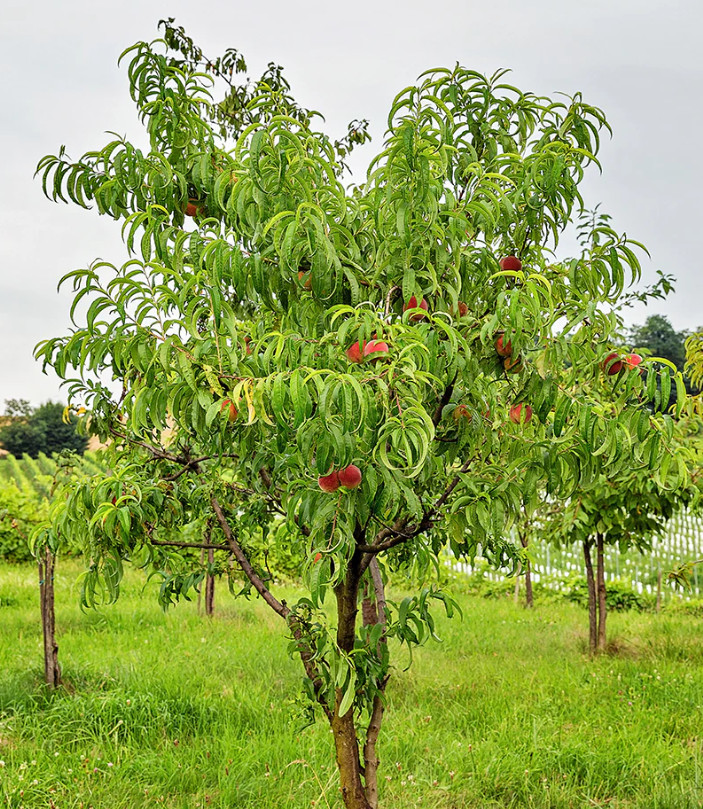 Contender Peach Plant – 1-2ft Tall – Cold-Hardy Sweet Peach Treem – Zones 4–8