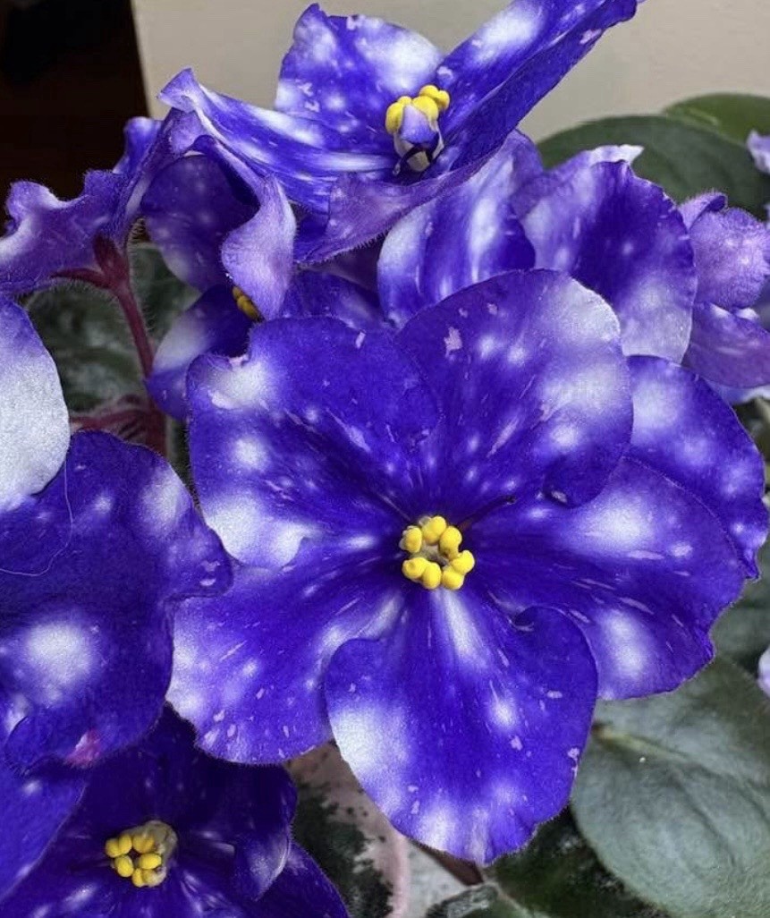 African Violet Plant Rivermist Galaxy Starter