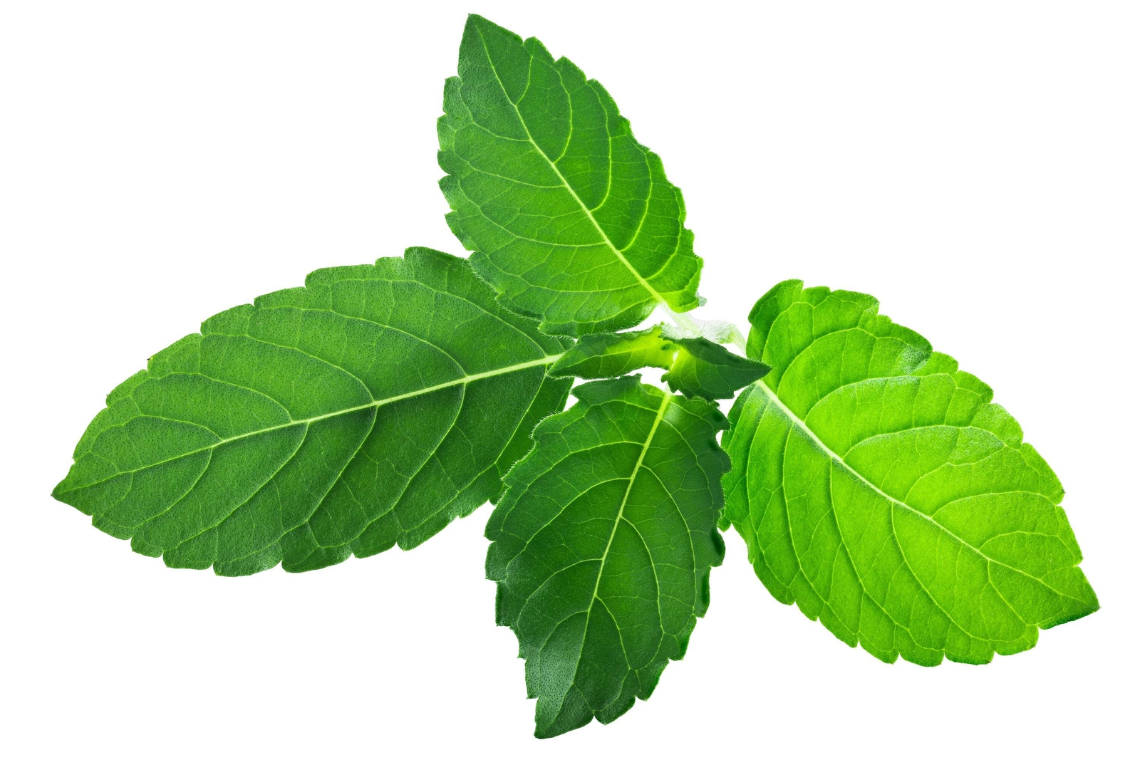 250 Green Tulsi HOLY BASIL Ocimum Sanctum Tenuiflorum Herb Flower Seeds *Flat SH