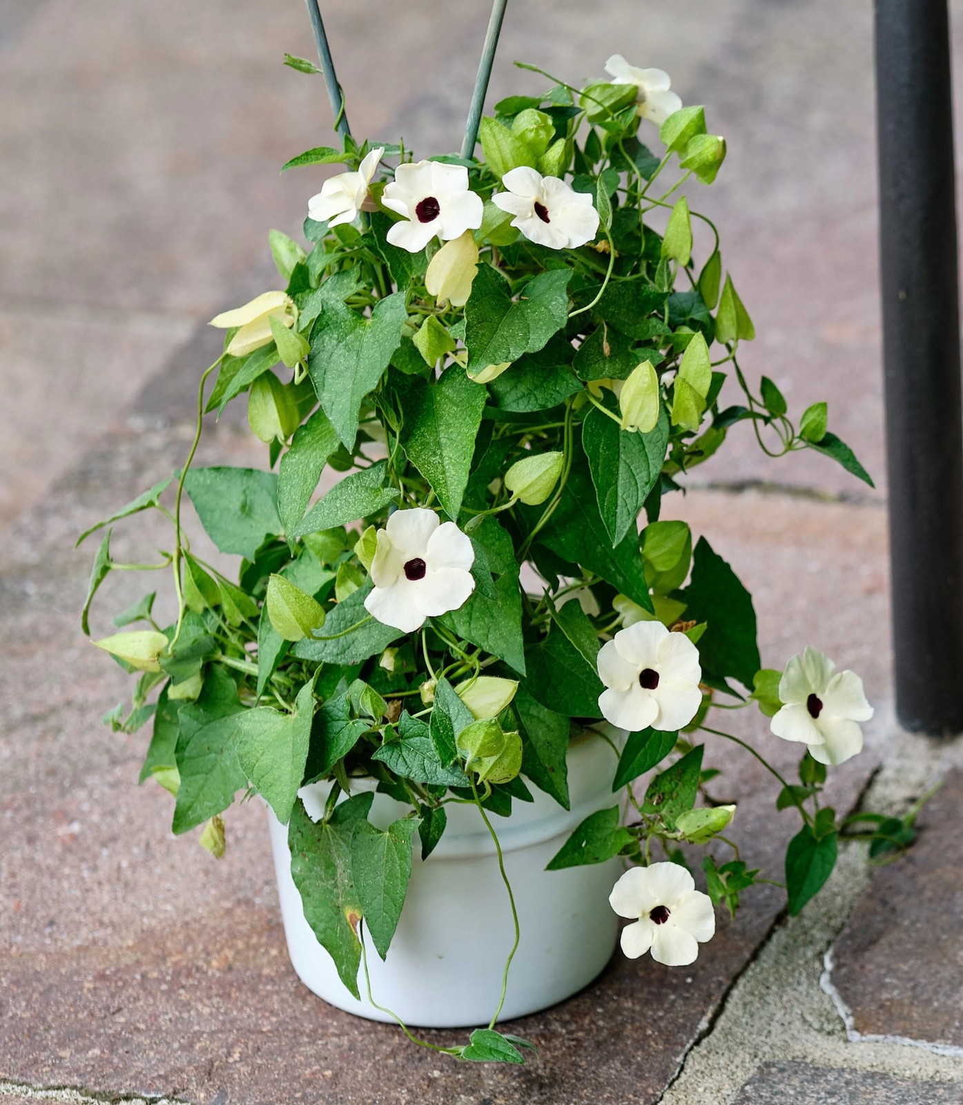10 WHITE THUNBERGIA Alata VINE Black Eyed Susan Vine Flower Seeds
