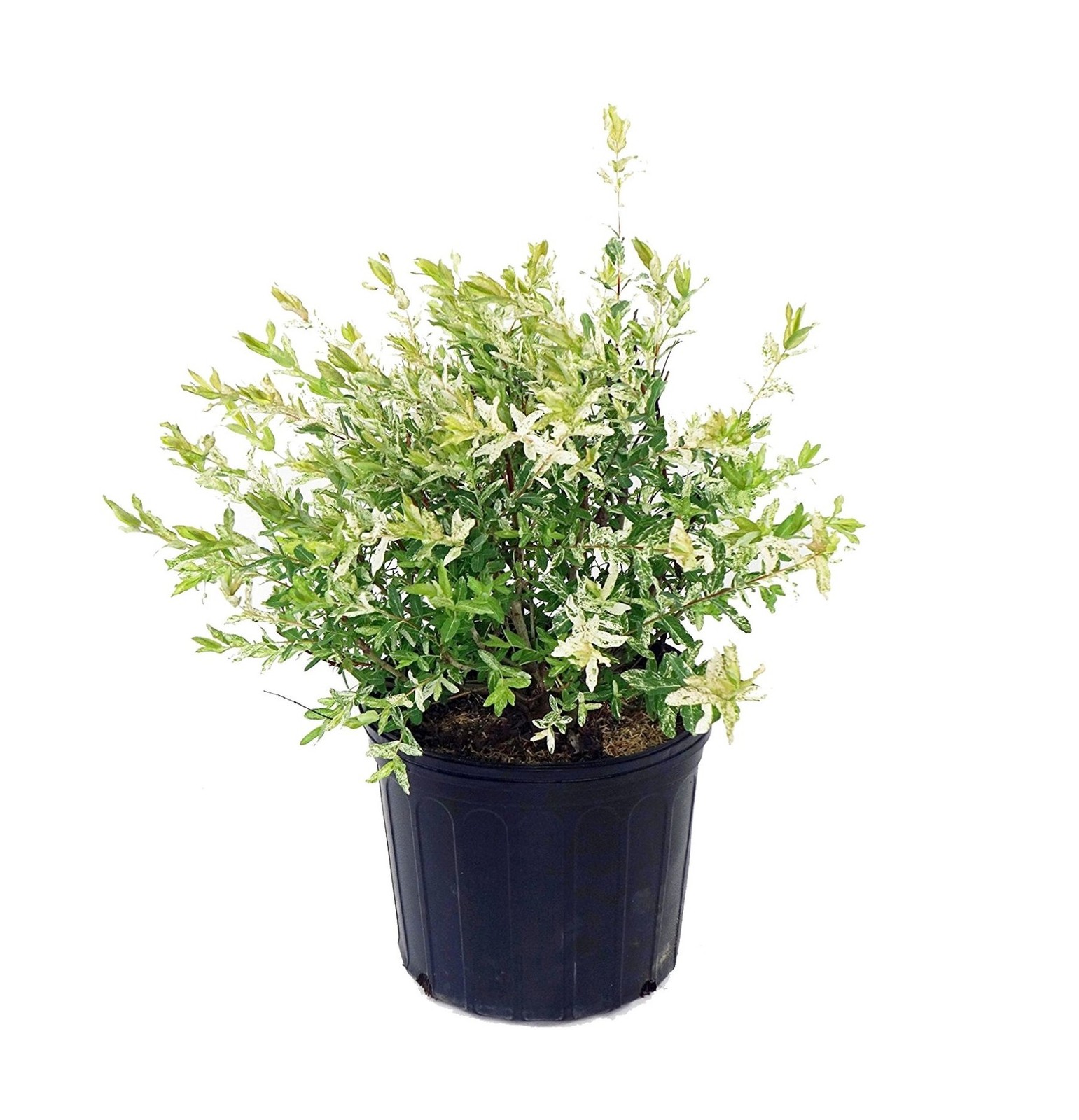 Green Promise Farms – Salix `Hakaro Nishiki’ (Dappled Willow)Shrub, #3 -Size …