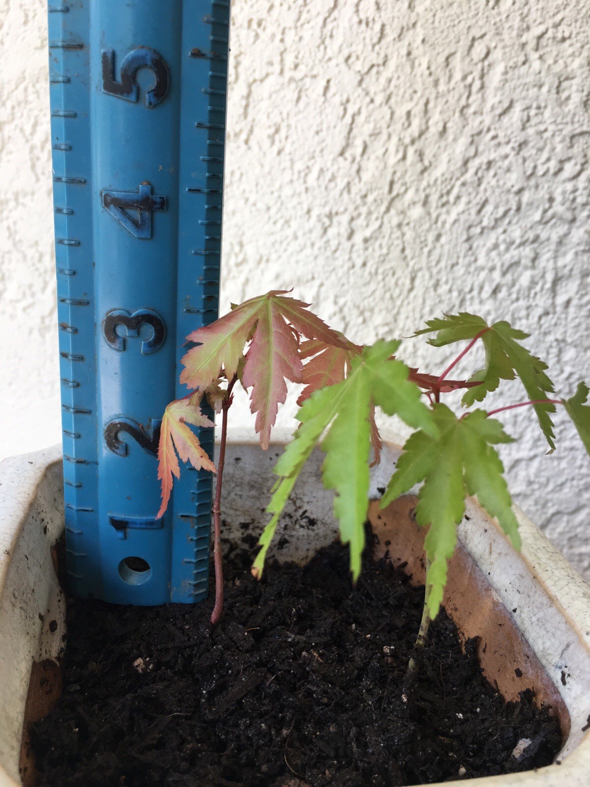 Nine 3″ Pre Bonsai Japanese Maple Seedlings Acer Palmatum