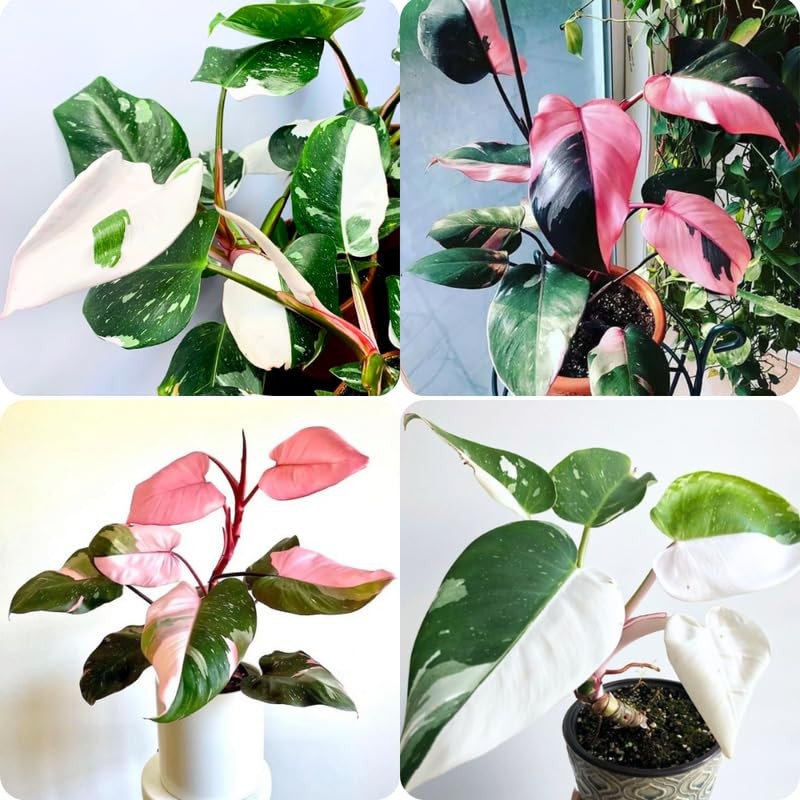 2 Pink Philodendron Plants Live, Rare Variegated Indoor Houseplant