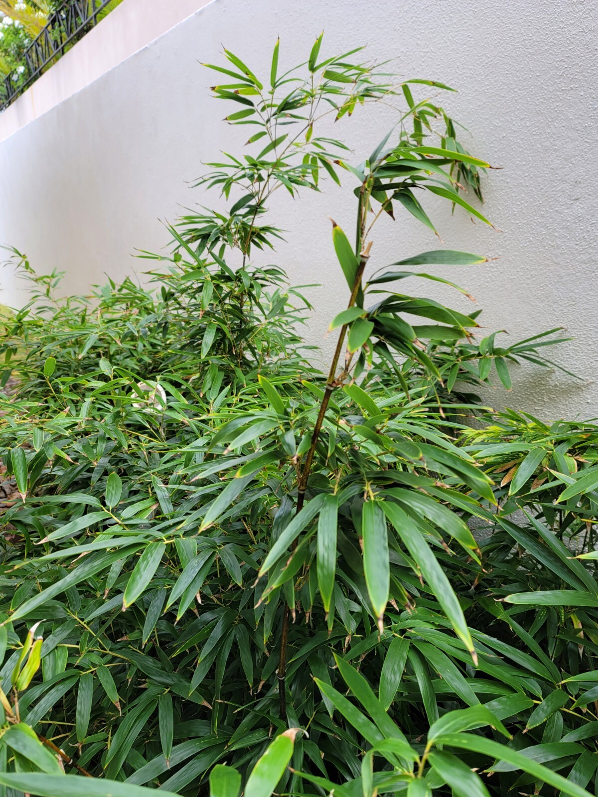 TWO LIVE & FRESHLY DUG Black Bamboo 黑紫竹 Phyl Nigra Rhizomes BEST Landscape PLANT