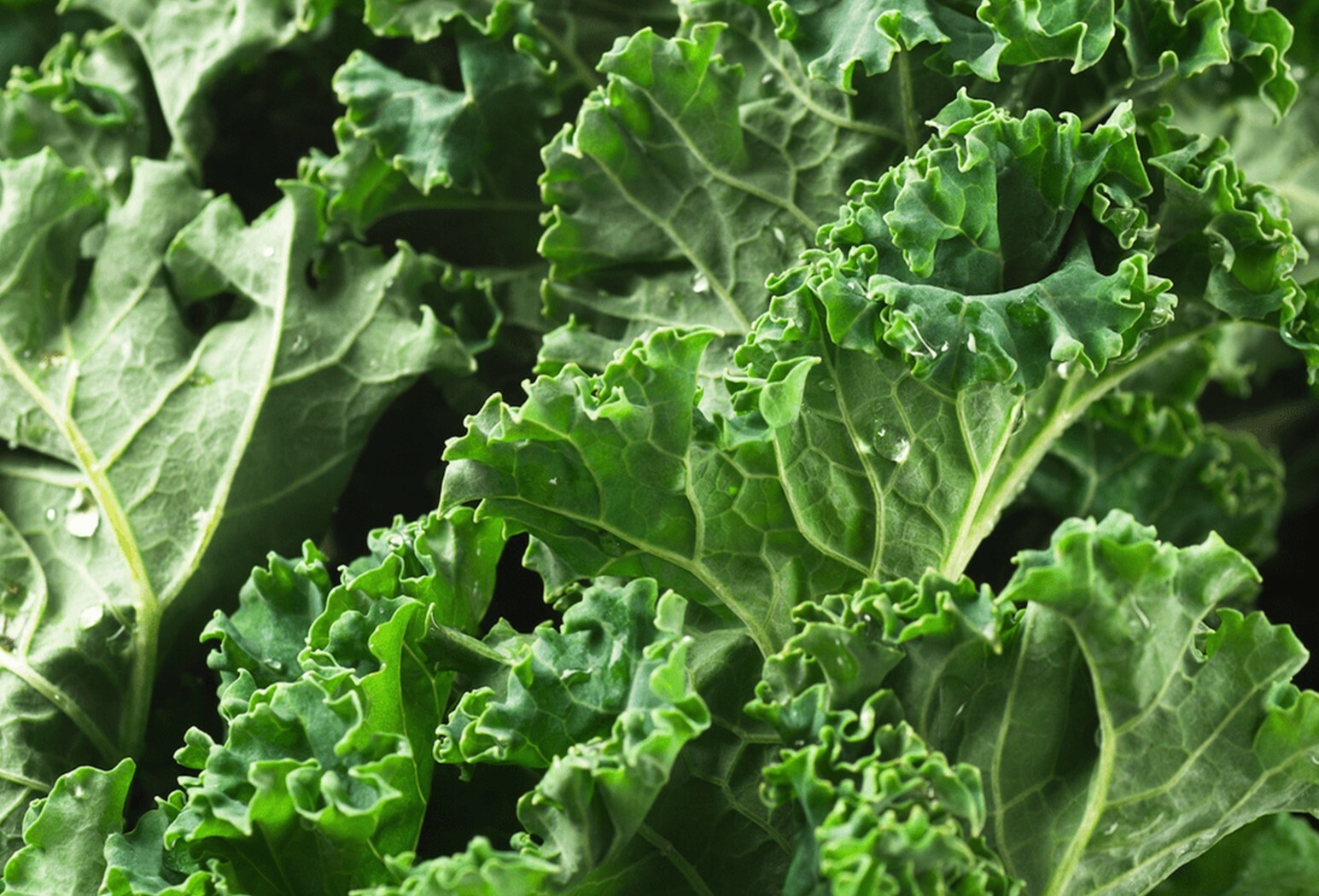 100+ Dwarf Siberian Kale Seeds Heirloom NON-GMO Fresh Seeds for Your Garden