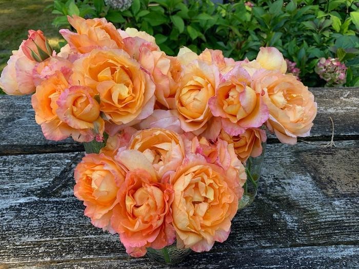 Maui Sunrise Rose Hybrid Tea Exceptionally Fragrant Striking Huge Blooms!!!