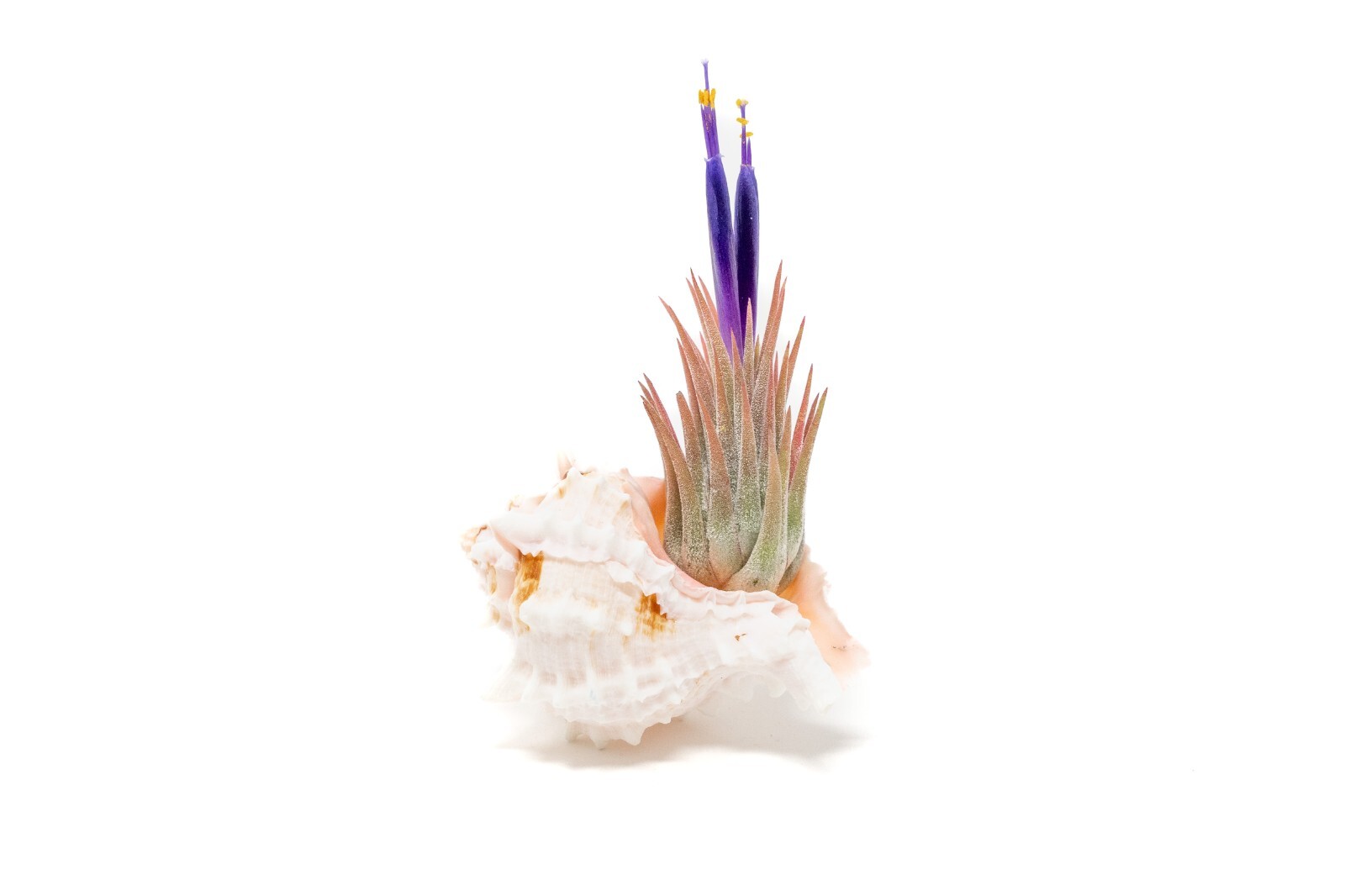 Set of 3 Pink Murex Seashells with Tillandsia Ionantha-Wholesale Live Air Plants