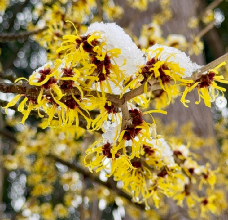 Live Witch Hazel Plant – Quart Pot – Hamamelis Tree for Garden & Fall Blooms