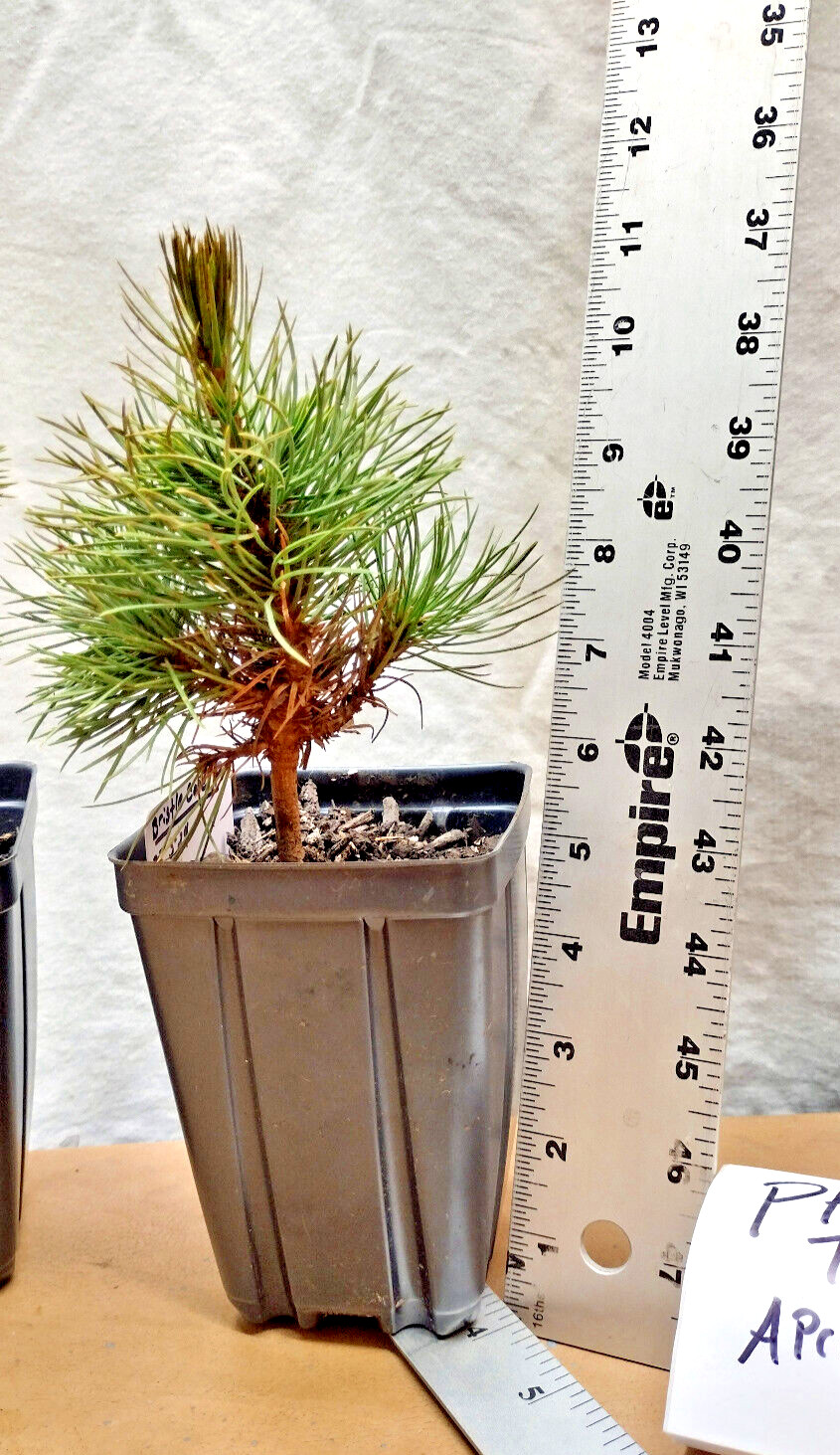 Bristlecone Pine tree in small nursery pot. Natural dwarf. Pre Bonsai Landscape