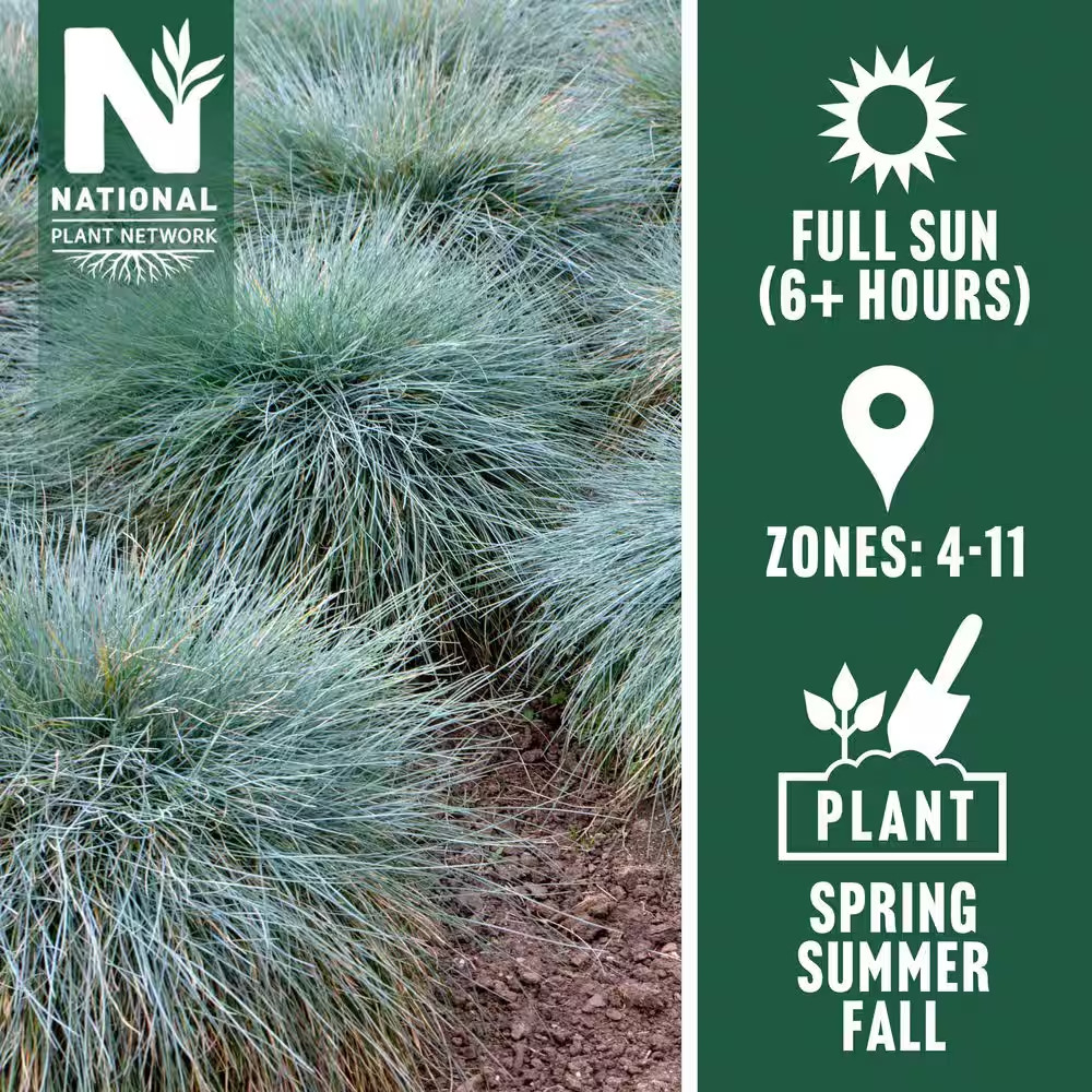 4 In. Elijah Blue Fescue Grass Plant (3-Pack)