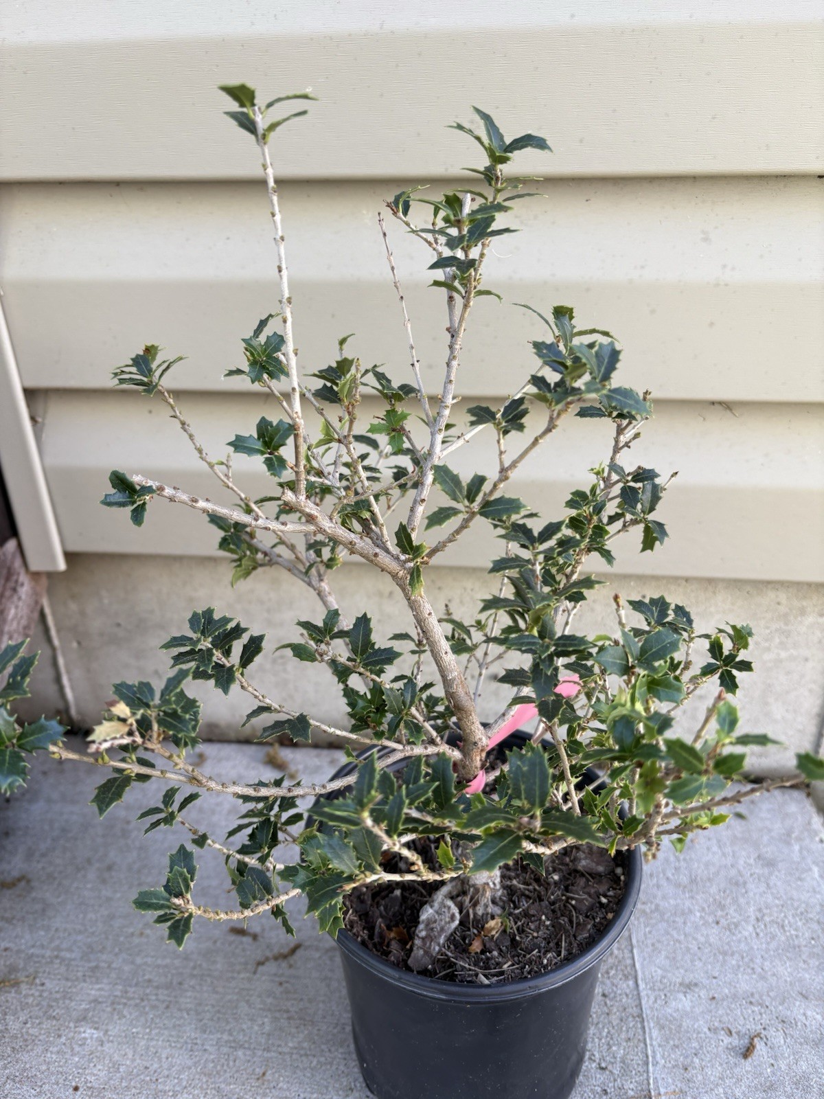 Fragrant Sweet Tea Olive Osmanthus Princess fragrant 6” Pot