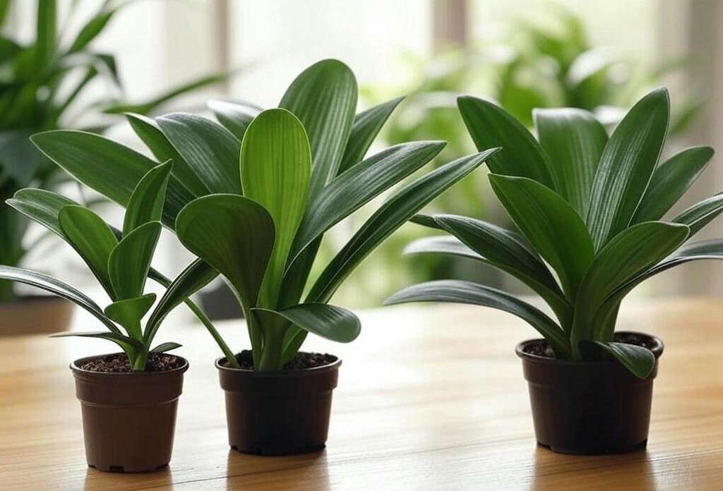 3 Clivia Miniata Plants, Bush Lily, Orange Flowers, 6-8 Leaves, Ready to Plant