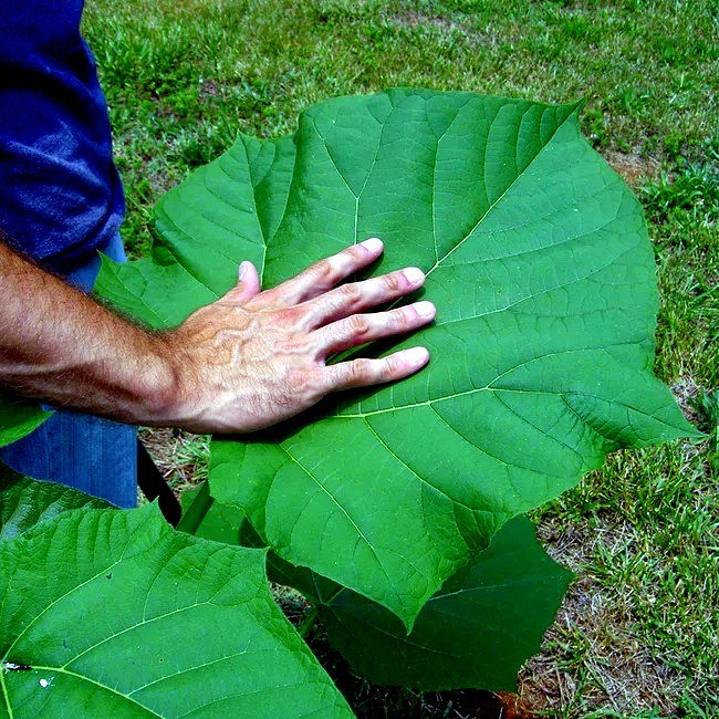 50 Royal Empress Tree Seeds “FASTEST GROWING TREE in the WORLD”