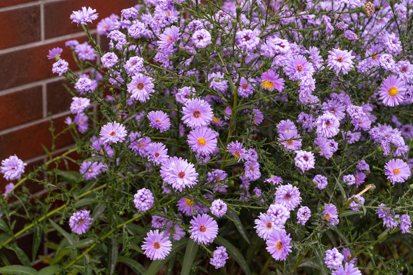 100 Purple NEW ENGLAND ASTER Novae var Angliae Michaelmas Daisy Flower Seeds