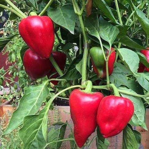 Pimento L, Sweet Pepper ABS