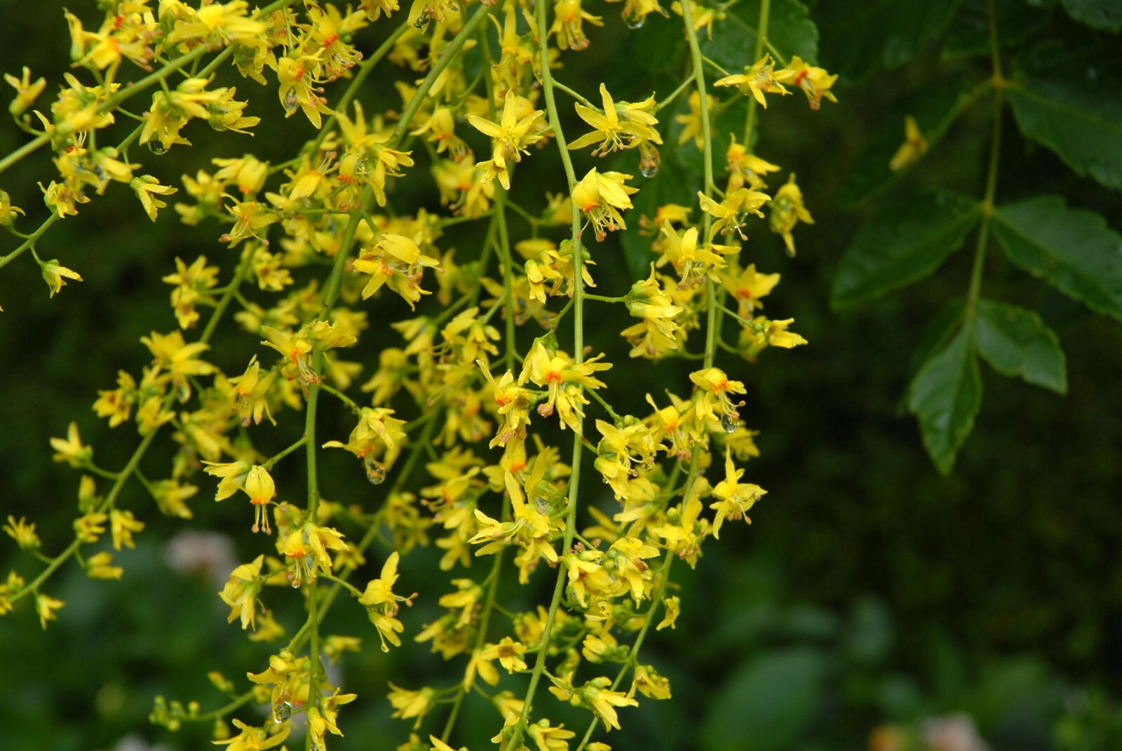 Golden Raintree, Koelreuteria paniculata, Tree Seeds