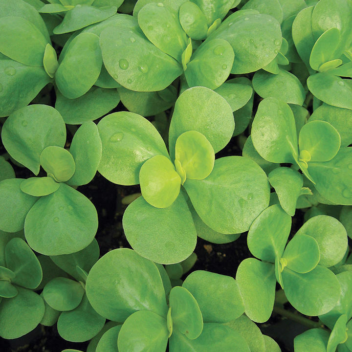 Green Purslane Seeds 500+ Portulaca Olerace Sativa Herb Edible Duckweed FREE &H